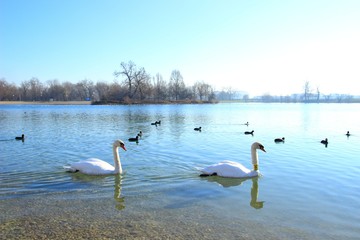 Swans on lake 