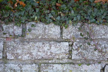 Wall with ivy