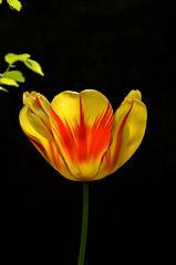 tulipano giallo striato rosso