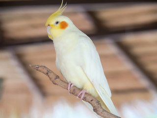 The Parrots are beautiful birds. 