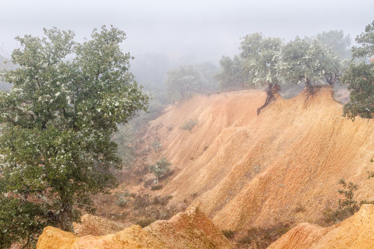 Bosque de encinas y c&aacute;rcavas de arcilla. Quercus ilex.