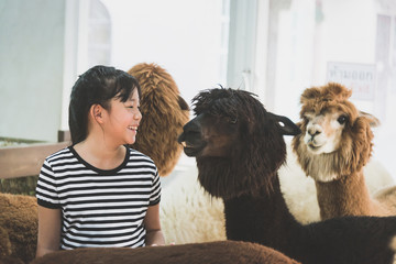 Asian girl playing with cute alpaca © lalalululala