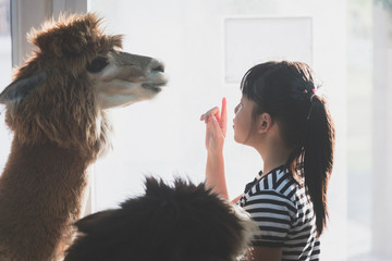 Asian girl playing with cute alpaca