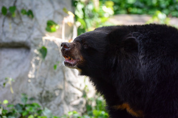 Big black bear