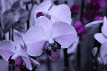 orchid flower 