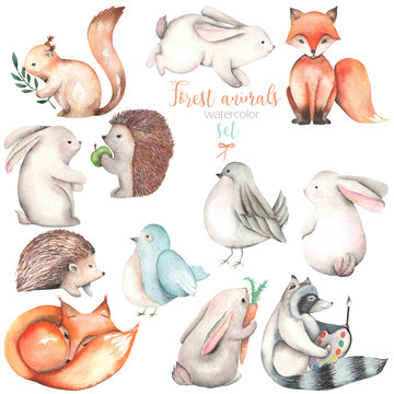 Collection, set of watercolor cute forest animals illustrations, hand drawn isolated on a white background