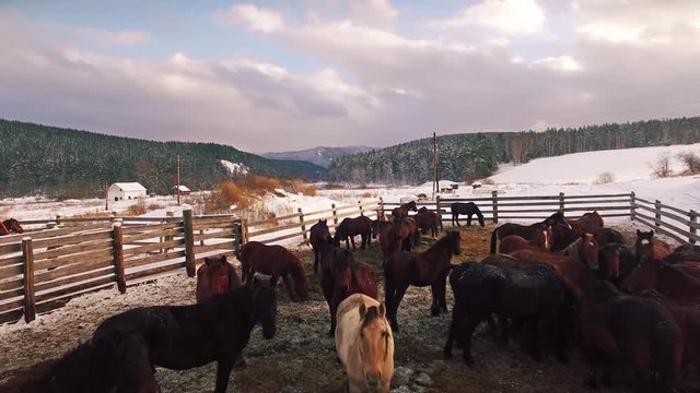 Herd of horses in the paddock in winter. Aerial
