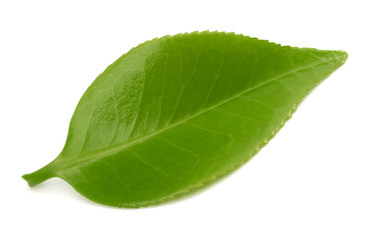 Fototapeta na wymiar Green Tea leaf
