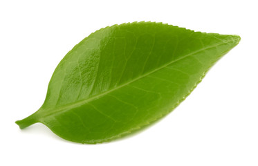 Green Tea leaf