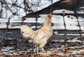 year of the rooster, the white cock, a symbol of 2017