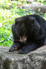Fototapeta na wymiar Big black bear