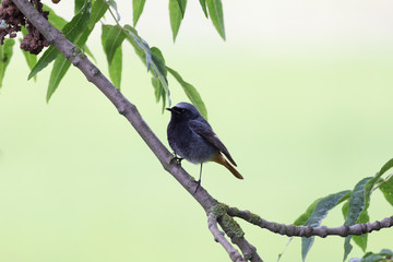 The black redstart (Phoenicurus ochruros) looking from a tree branch.