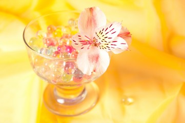 Hydrogel in glass with beautiful flower on yellow background