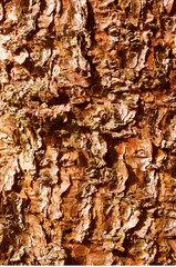 Close-up of a spruce bark