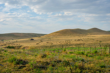 Herd of sheep in steppe
