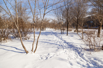 Track through the park in the winter
