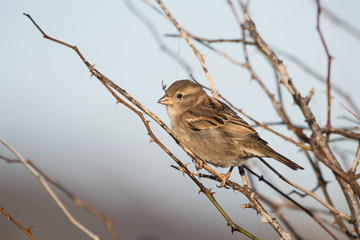 House Sparrow, Sparrow, Passer domesticus