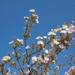Kirschblüte, Zierkirschen