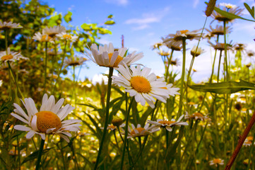 Summer meadow on bright sunny day.