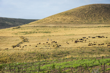 Fototapeta na wymiar Herd of sheep in steppe
