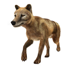3D Rendering Thylacine on White
