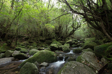 Moss forest in Shiratani Unsuikyo, Yakushima (Yaku Island), natural World Heritage Site in Japan
