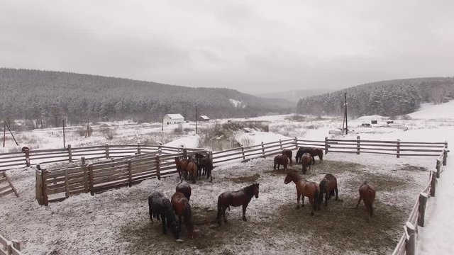 Herd of horses in the paddock in winter. Aerial
