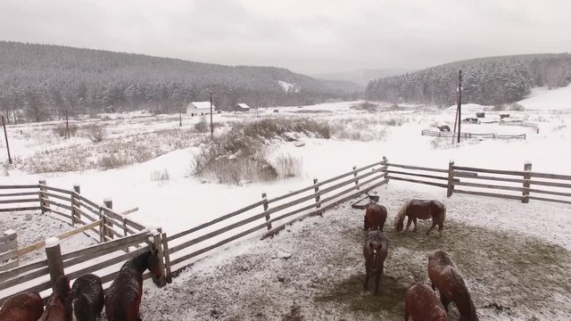 Herd of horses in the paddock in winter. Aerial