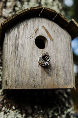 Wedding and engagement rings hang on a stick of bird feeder