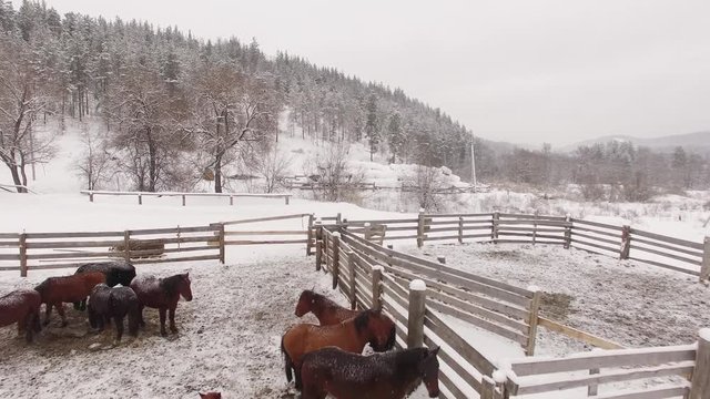 Herd of horses in the paddock in winter. Aerial