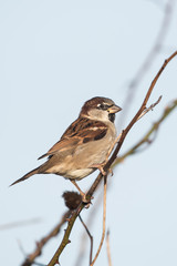 House Sparrow, Sparrow, Passer domesticus