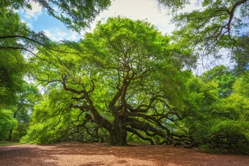 Fotobehang Angel Oak Tree  © Michael