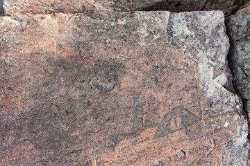 Ancient petroglyphs (rock engravings of 4th-2nd millennia BC) that depict duck and swan carved on granite Onega Lake shore. Besov Nos cape, Karelia Republic, Russia.
