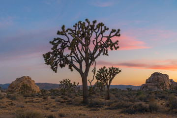 Joshua Tree Sunset 