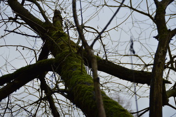 Bemooster Ast rangt in den Himmel