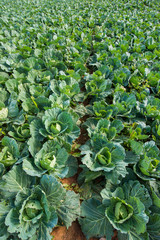 Cabbage planted on garden in hill