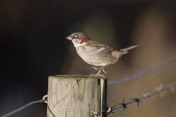 House Sparrow, Sparrow, Passer domesticus