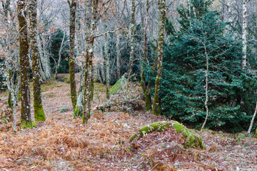 Bosque de robles y tejo. Quercus. Taxus baccata. El Tejedelo. Requejo de Sanabria, Zamora, España.