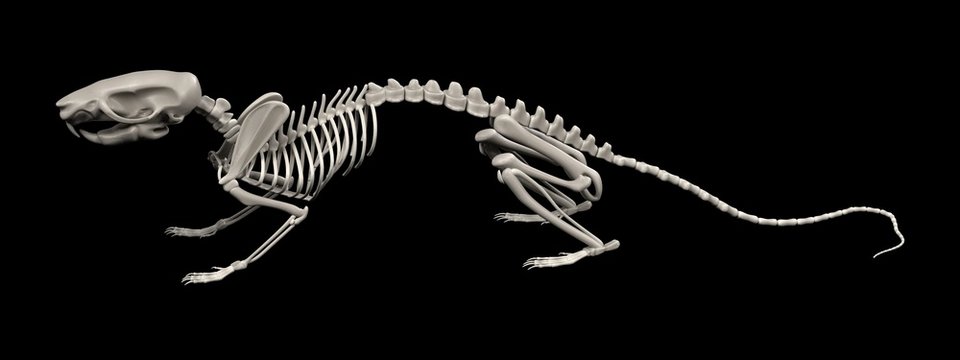 realistic 3d render of rat skeleton