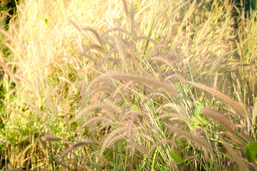 Blur field of grass