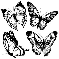 black butterflies,isolated on a white
