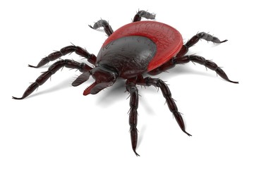 realistic 3d render of tick