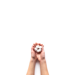  Dried white fluffy cotton flower top view on white wood with copy space. Floral composition. Top view