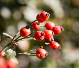 red rosehips in nature