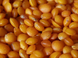 Red lentil