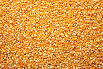 Corn seeds background
