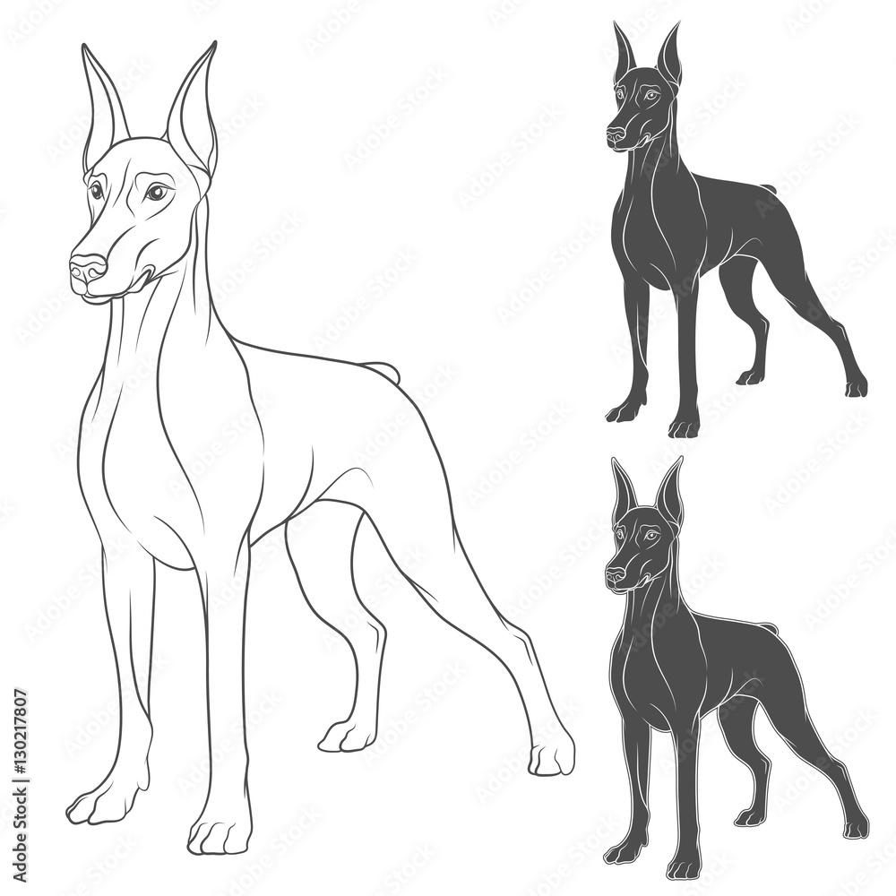 Poster set of vector illustrations with doberman. isolated objects on white.