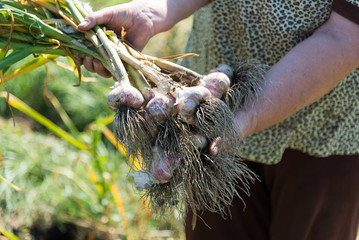 woman holds a lot of garlic in garden