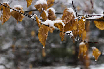 golden leaves and snow