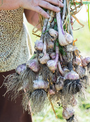 woman holds a lot of garlic in garden